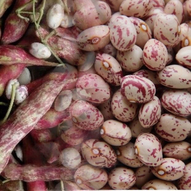 雀蛋豆贵州特产大雀蛋豆贵州花生豆豆类奶花豆杂粮新豆子净重2斤装