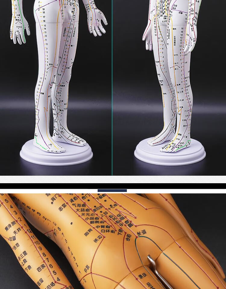京健康硅胶人体穴位模型高清授课经脉推拿模具初学模拟针灸模特铜人