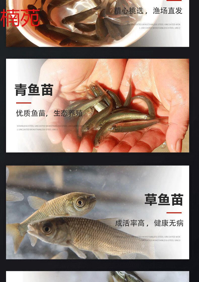 楠苑秋颖禾花鲤苗禾花鱼鲤鱼苗淡水鱼养殖食用稻田鱼荷花鲤草鱼鲫鱼