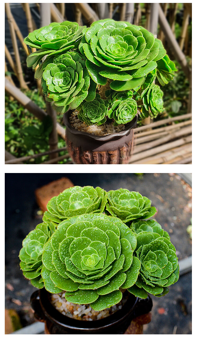 绿羊绒法师老桩多头大颗肉肉植物稀有品种超大绿法师大颗好养盆栽 绿