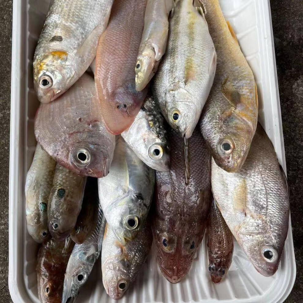 自家渔船网捕新鲜海杂鱼冷冻水产海鲜鱼类深海鱼妇女孩子煲汤鱼新鲜5
