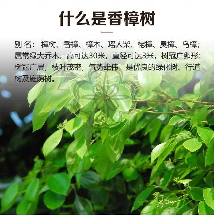 庭院植物大小叶香樟树四季常青驱蚊植物南北方种植试种樟树苗10棵其他