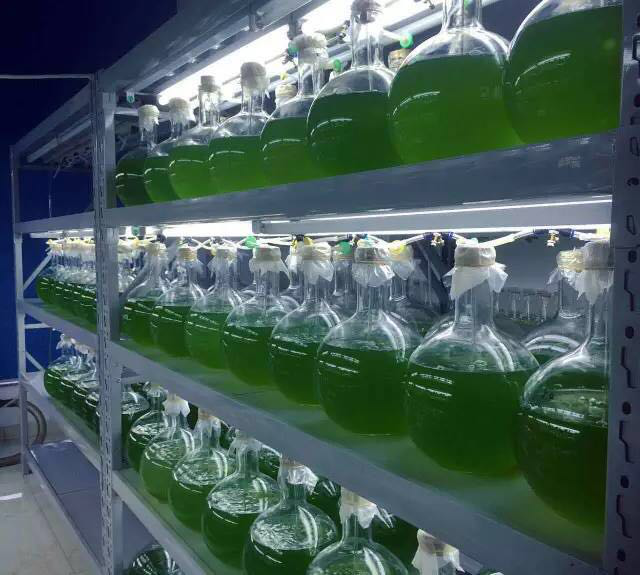 小球藻藻种水产养殖肥水培藻肥水藻海水小球藻培养基定制淡水藻原液1