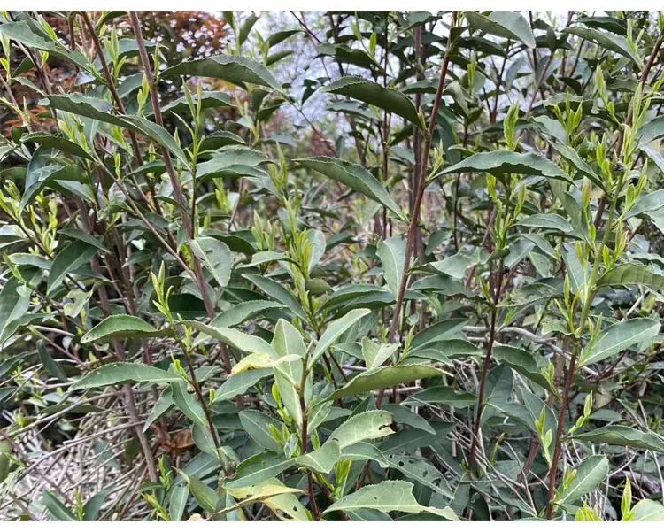 【福建宁德绿茶】2022高山明前绿茶散装茶叶浓香型云雾口粮茶 绿茶500