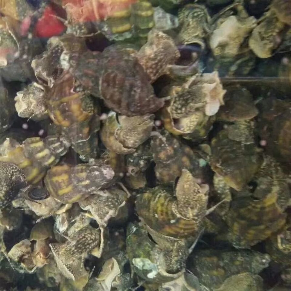 扭纹螺鲜活深山山坑螺爽口山坑螺螺丝螺水产3斤