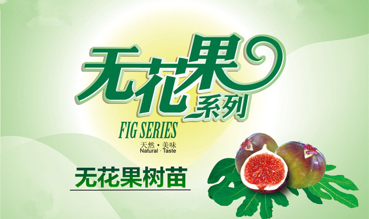 【买二送一】无花果树苗盆栽地栽无花果苗南方北方种植庭院植物树苗