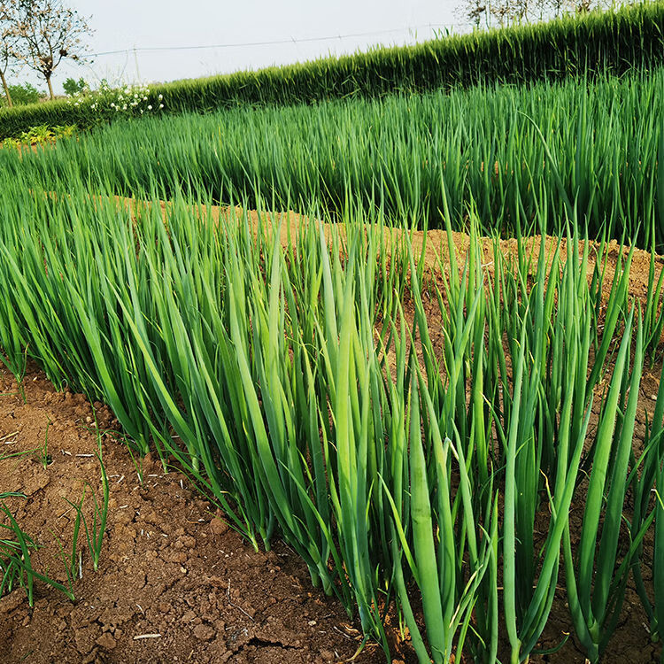 大葱苗新鲜栽苗葱苗幼苗葱秧子河南种植葱苗葱栽子山东小香葱 3斤葱苗