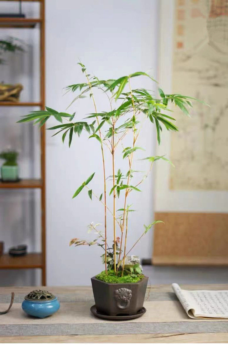 精选红观音竹盆景桌面绿植书房茶桌阳台小盆栽室内庭院装饰红寒竹米竹