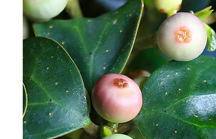 小盼菩提树盆栽书桌观叶果盆景迷你净化空气办公室绿植室内植物 小盼