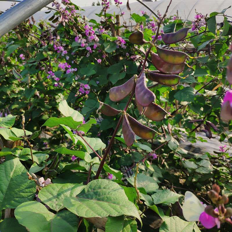 苏北农家自种新鲜露天扁豆红扁豆老品种紫扁豆扁豆荚