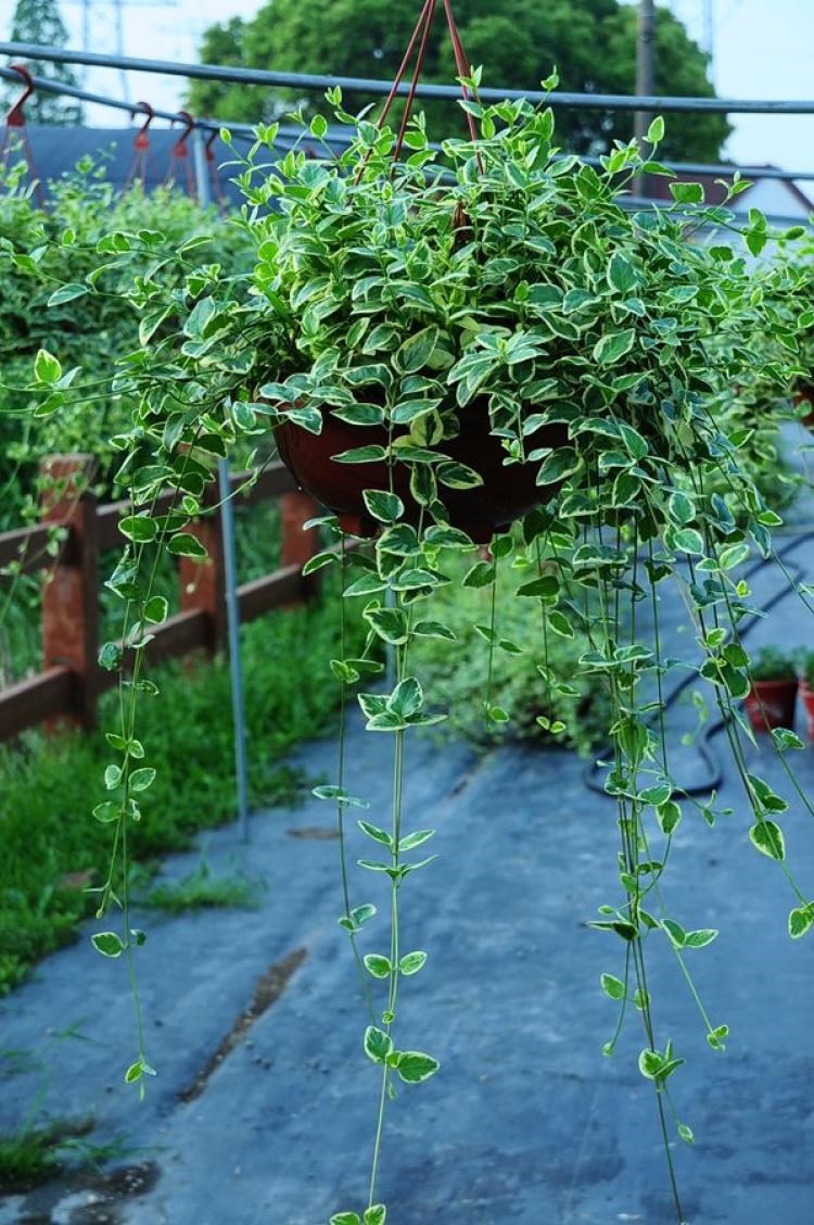 绿植美观夏季花叶蔓长春蔓常春藤吊兰庭院阳台爬藤垂挂观叶易养植 花