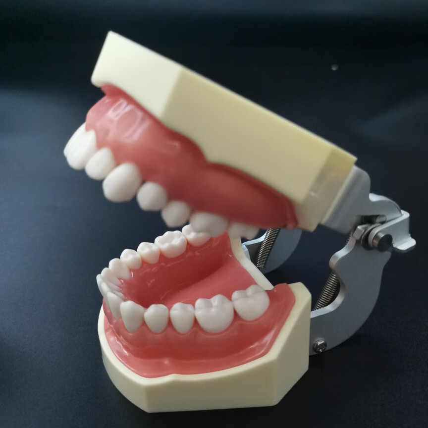 备牙模型开髓牙仿真牙科牙粒口腔根管离体牙树脂牙考试专用牙 37号根