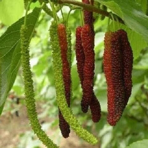 【买一送一】桑树苗嫁接长果桑葚苗庭院盆栽地栽果树南方北方种植