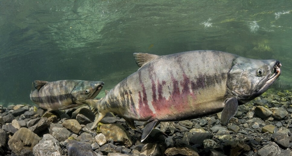 【精选大鱼-冬季鲜捕】大马哈鱼2021年国产冷冻新鲜洄游整条黑龙江