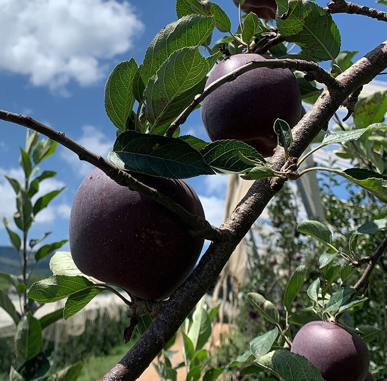 顺丰礼盒黑卡苹果新鲜水果云南昭通黑卡苹果当季罕见稀有当季水果黑卡