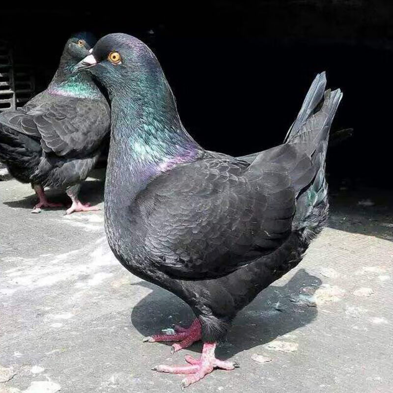 京选推荐巨型元宝鸽子活观赏鸽青年鸽公斤肉鸽大元宝