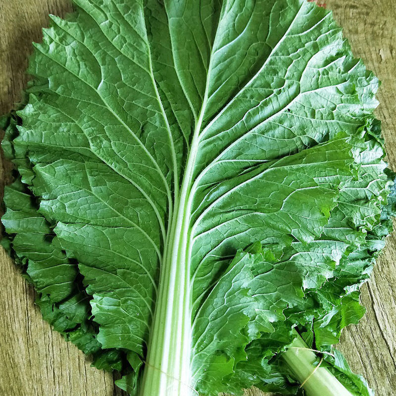 春耕牛白菜叶饭包东北大白菜叶子新鲜蘸酱蔬菜大饭包打饭包菜叶多省 5