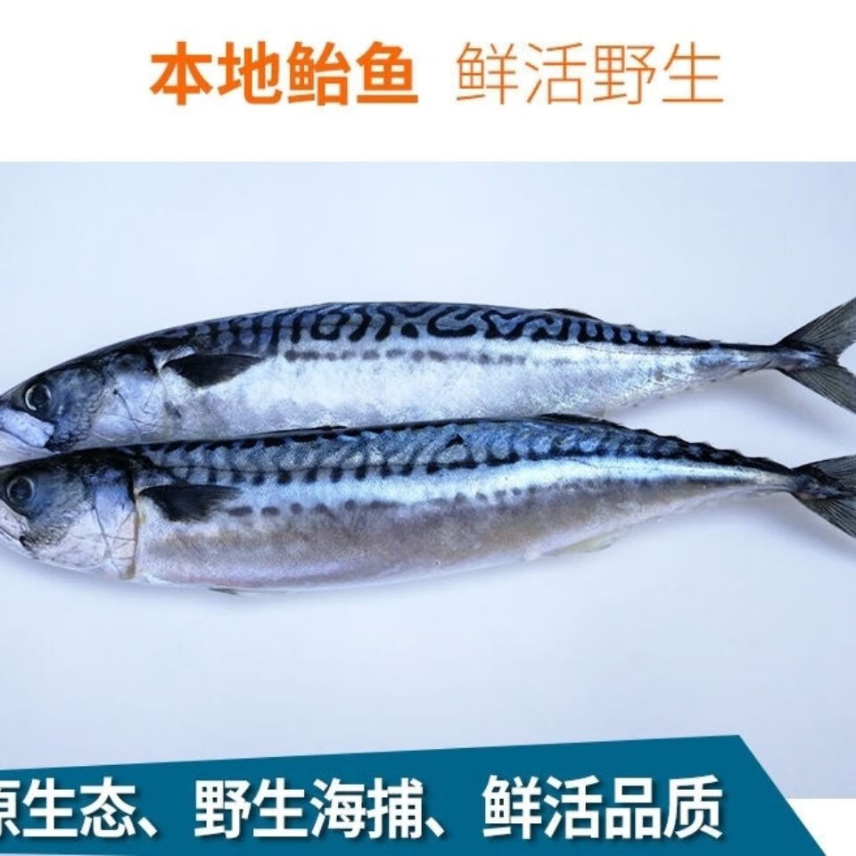 鲐鱼整条批发鲅鱼马鲛鱼青占鱼青花鱼零售新鲜冷冻鲐鲅鱼海捕康胜谊