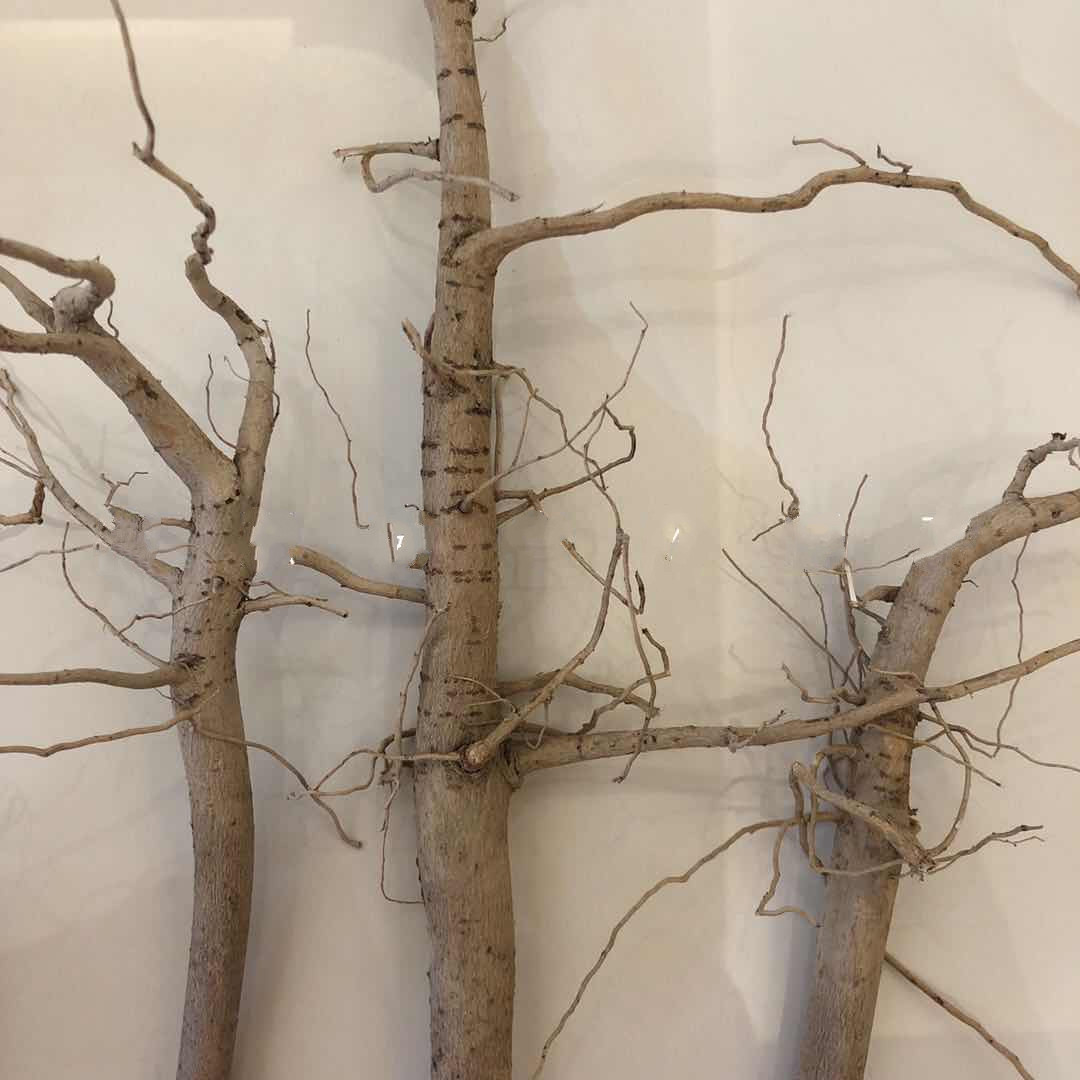 构趣构趣中药材棉花根中国大陆食用农产品正宗过冬干500g整根无杆500g