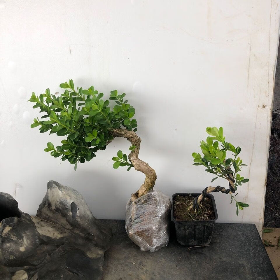 瓜子精品金边黄杨树小老桩造型盆景名贵矮霸大叶四季长青喜水喜阳 直