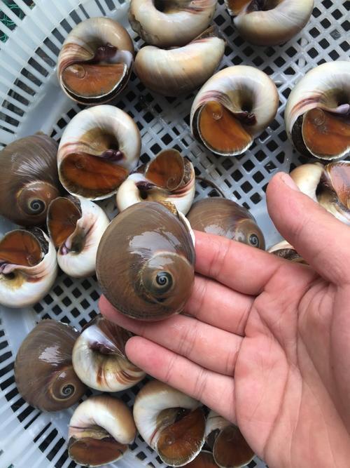 坏了包赔鲜活无沙猫眼螺白玉螺香螺肚脐螺翡翠螺贝类螺类鲜活猫眼罗二