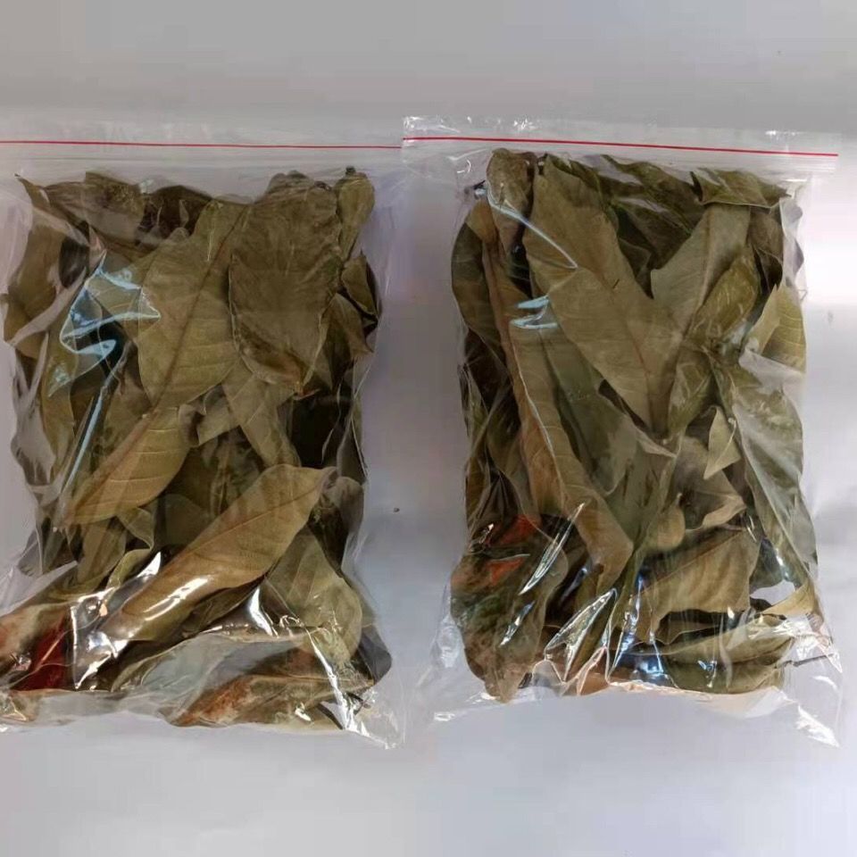 龙眼叶养龟水族大师红色免煮腐皮改善水质乌龟缸躲避桂圆叶子 绿色