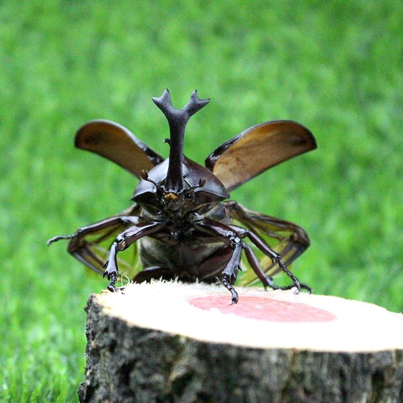 独角仙 甲虫宠物中华大扁锹甲成虫昆虫活体独角仙幼虫套餐毛象大兜虫