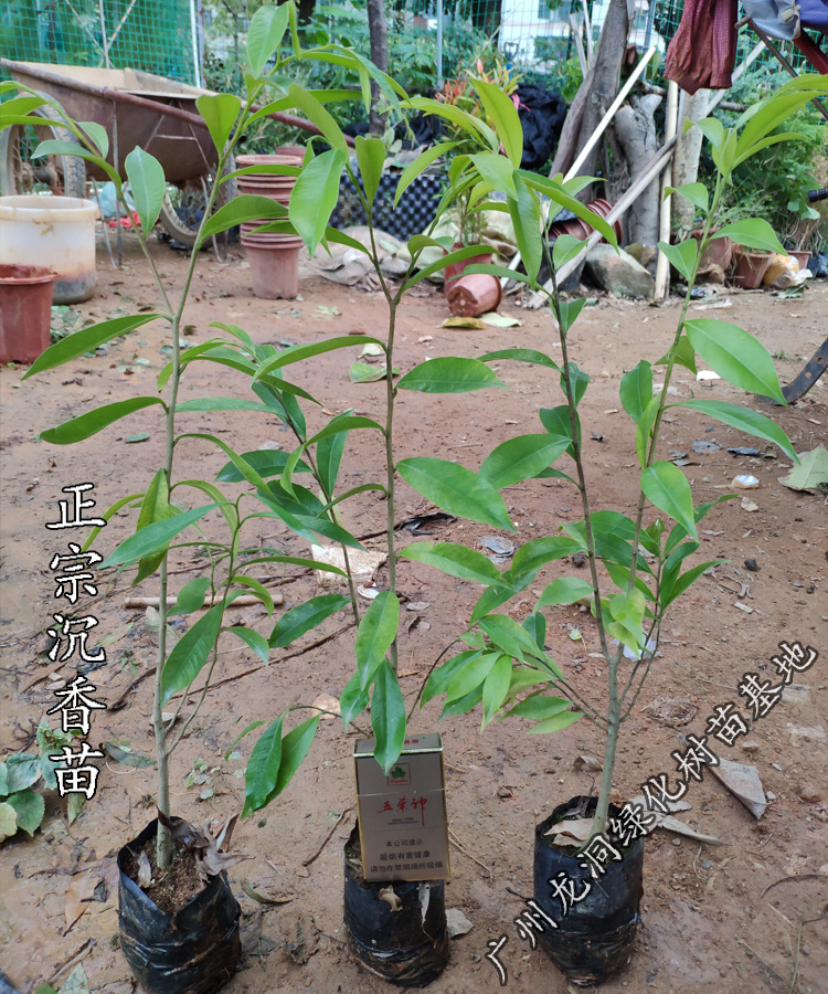花姬正宗海南沉香树珍贵绿化沉香苗可盆栽观赏名贵珍稀植物沉香树4cm