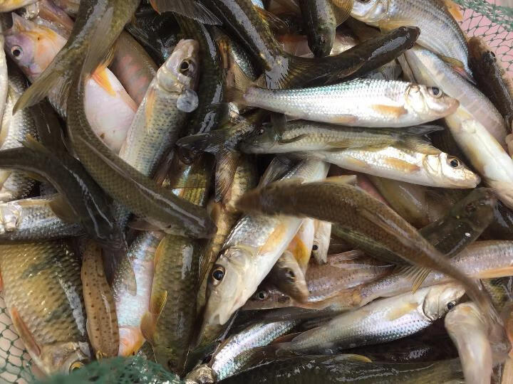 源外园特产原生态小河鱼河杂鱼河鲜小溪鱼山坑鱼味鲜小溪鱼3斤不分