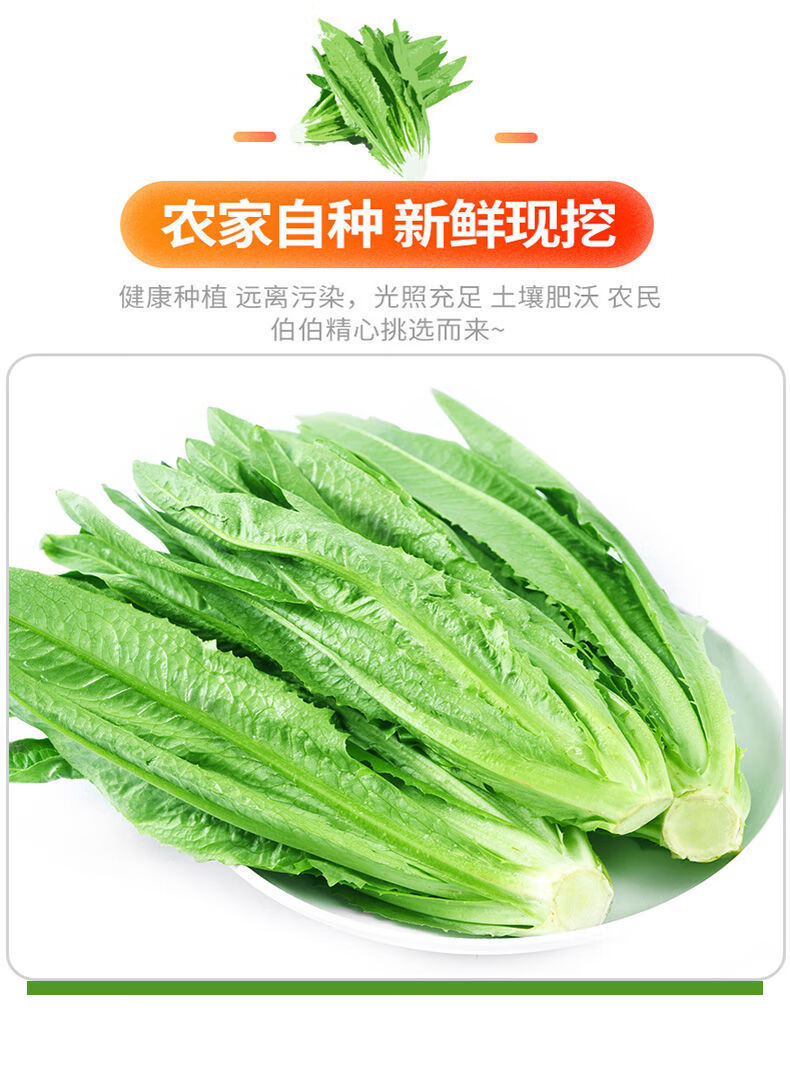 新鲜蔬菜油麦菜青菜可生吃火锅叶菜莜麦菜1斤精选装