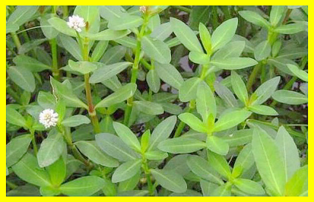 水花生净除草净连根除烂根剂灭根空心莲子草专用克星一遍净除草剂