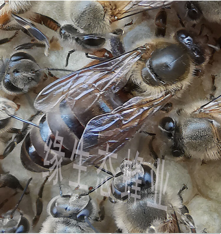 中蜂蜂王种王中蜂王活体双色阿坝仓天柱高开产卵良蜜蜂王豆乐奇 【18