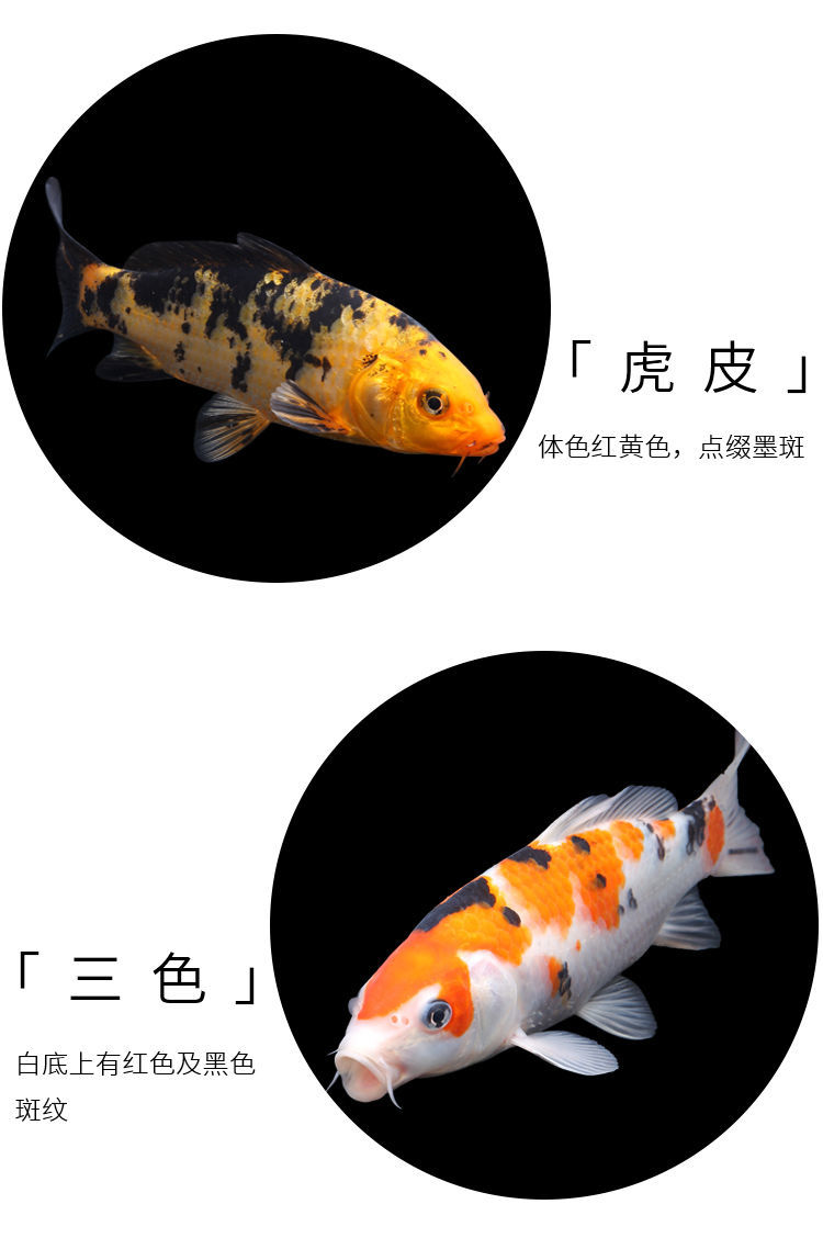 淡水冷水观赏鱼小型金鱼好养红金鱼锦鲤纯种大小锦鲤鱼苗810cm虎皮2条