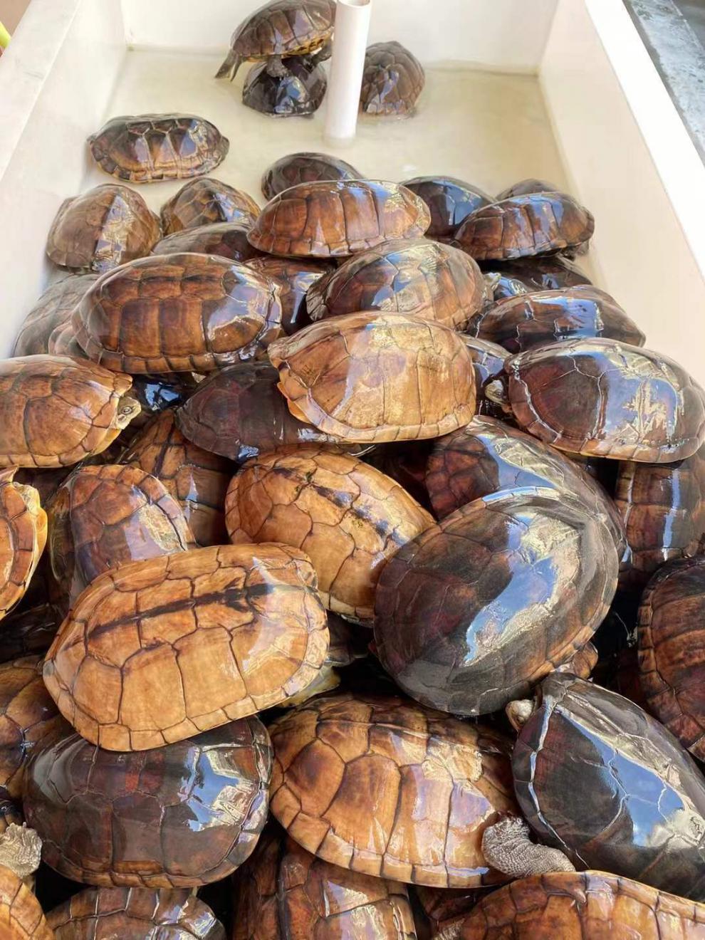 金钱龟活龟纯种石金钱龟南石龟乌龟活物正宗风水龟活体宠物观赏小乌龟