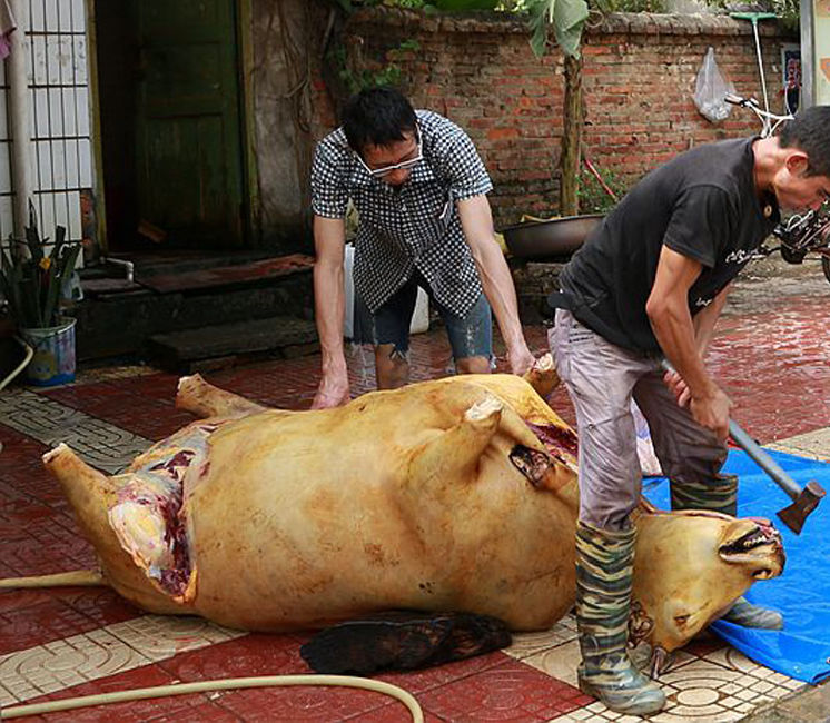 牛瘪火锅底料汤贵州特产 黔东南榕江从江黎平美食汤 带牛肉3斤 牛瘪汤
