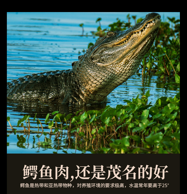 帆儿庄园鳄鱼生鲜肉新鲜现杀鳄鱼肉新鲜鳄鱼头2斤鳄鱼头可做标本非整