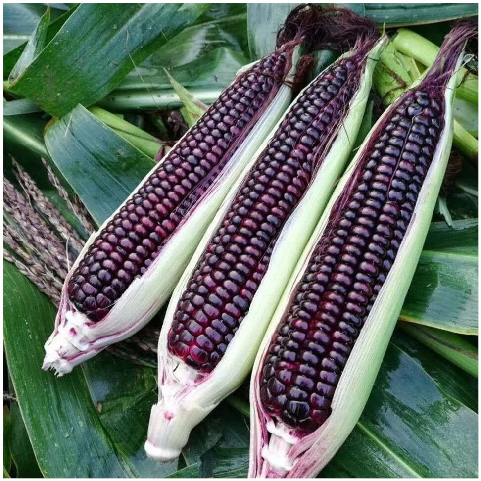紫糯玉米种子易发芽花玉米黑色玉米种子高产大田用种甜糯玉米种子紫糯