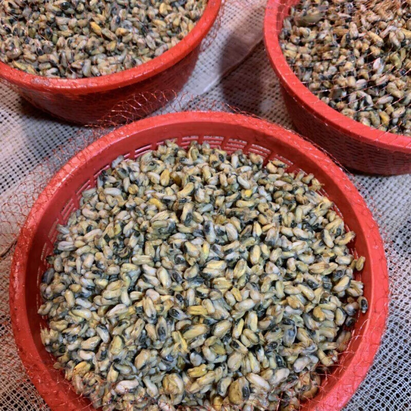 海瓜子肉潮汕特产薄壳米薄壳肉海鲜新鲜盐鸿海瓜子爆炒05斤装广东省内