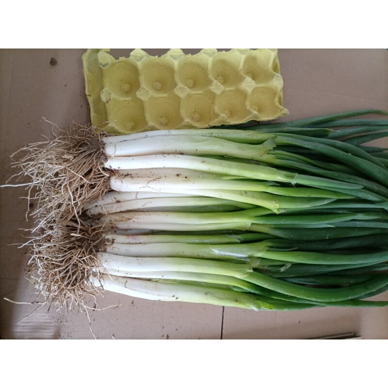 新鲜黄葱本地小黄葱河南分葱农家现挖现发大葱小香葱可吃可种 2500g