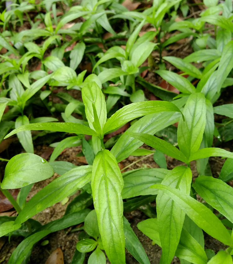 王草苗正大小尖叶优顿草苗优盾草优遁草军绿色40cm大苗3棵裸根不带土