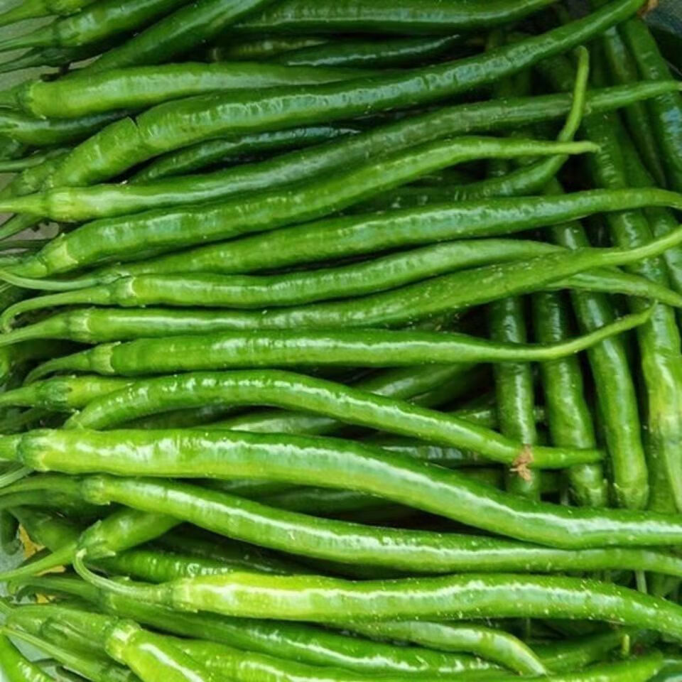仓梵现摘现发农家红辣椒青线椒青椒精品二荆条批发红线椒1斤装二荆条
