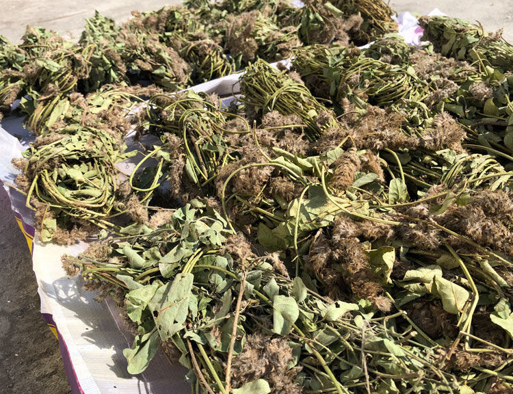 自然生狸尾草中草药老家山上羊咩香草药干货狸尾豆i 60克【图片 价格