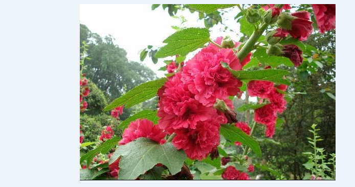 长春花卉基地批发