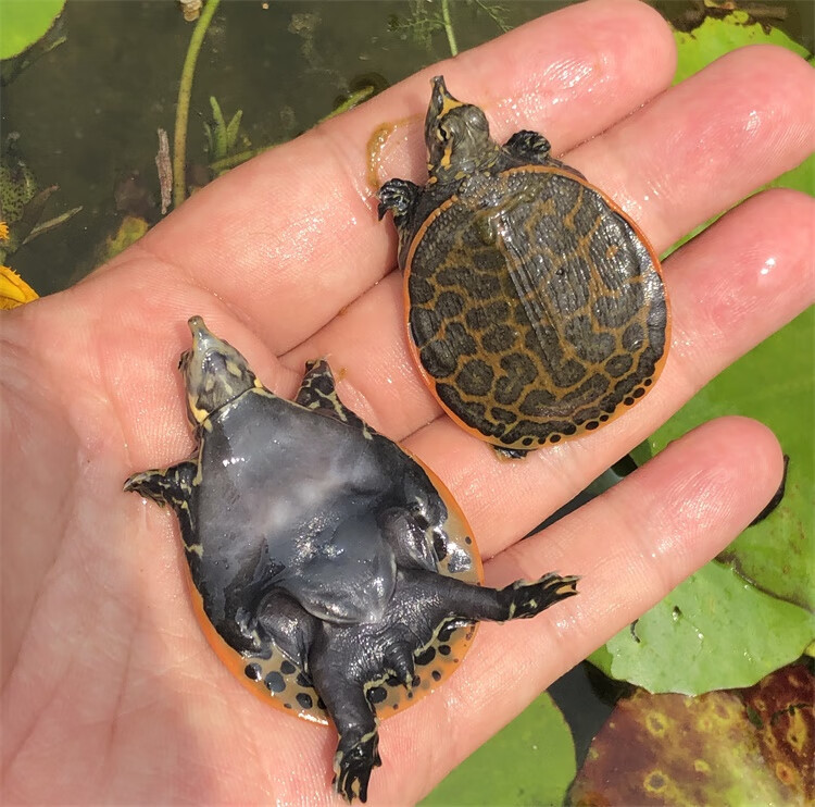 珍珠鳖苗白化黄金深水龟鱼缸混养变异王八甲鱼苗山瑞角鳖 美国珍珠鳖