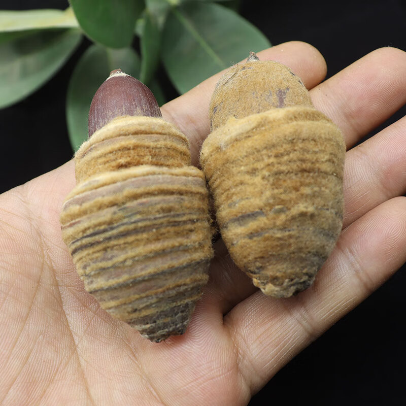 狗鞭果广西风流果猪仔粒男人泡酒料干货毛毛大果锁阳果250克