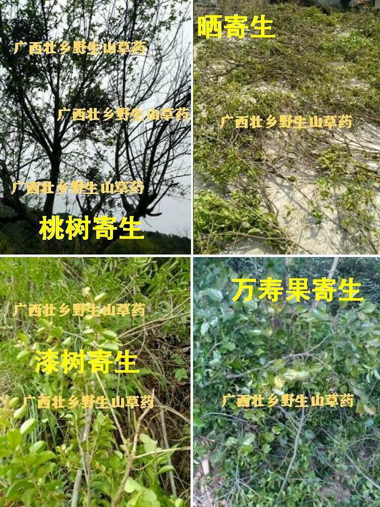 壮乡松树寄生 马尾松寄生 高山松寄生 松木寄生 可订采鲜品 默认规格