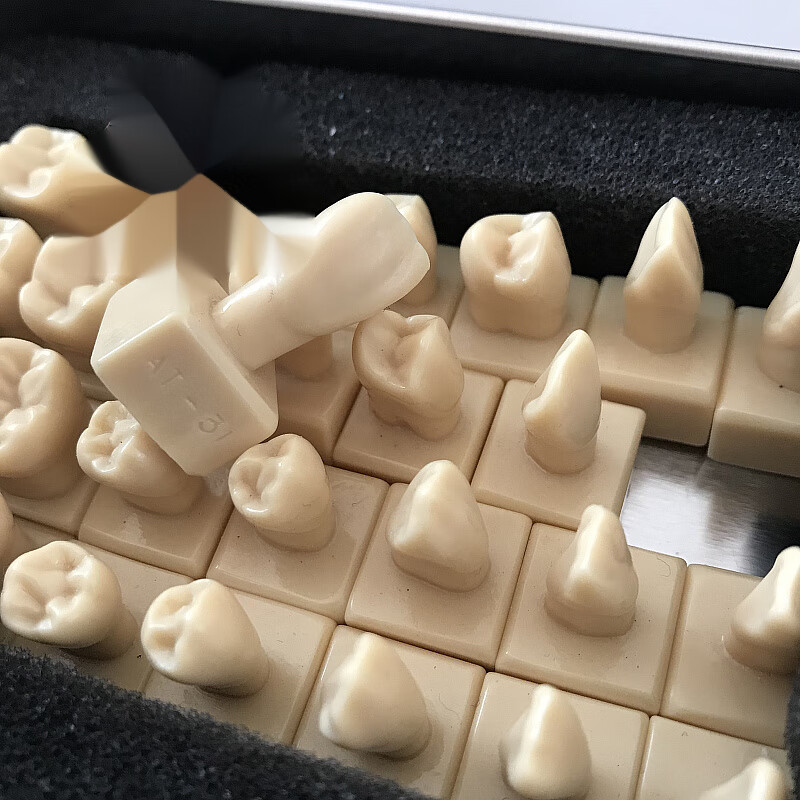 口腔学习雕牙参照模型12倍2倍雕刻牙齿比对牙颌面解剖2828颗双色恒牙