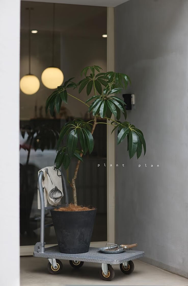 日本大叶伞净化空气北欧风新奇植物北欧风网红观叶盆栽昆士兰伞木 3年