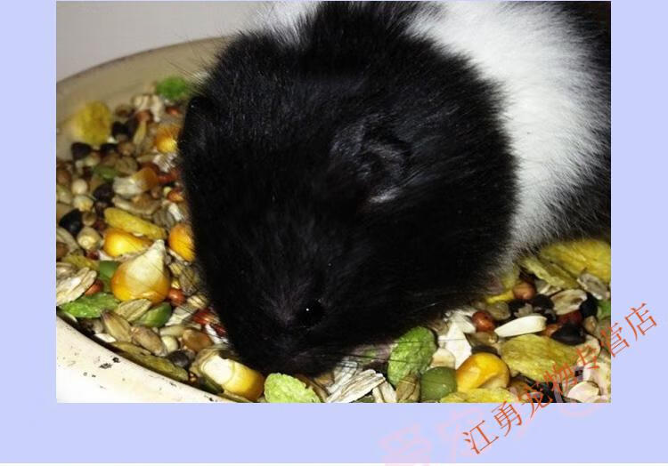 金丝熊巨型活体仓鼠活物布丁银狐紫仓宝宝宠物已打疫苗金丝虎纹