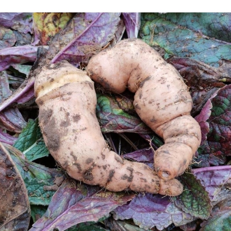 新鲜地黄地髓百合怀熟生地黄种子河南焦作可榨汁药食同源 500g偏小装